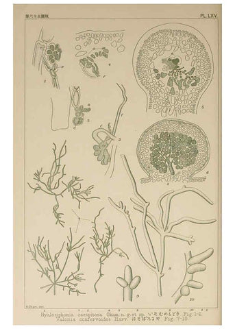 Reproducción/Reproduction 6049914759: Icones of Japanese algae. v.2 Tokyo,Kazamashobo[1907-1942] 