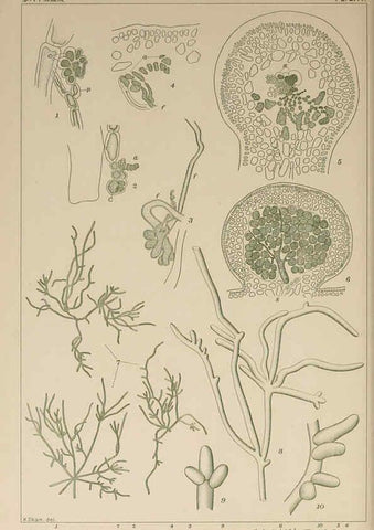 Reproducción/Reproduction 6049914759: Icones of Japanese algae. v.2 Tokyo,Kazamashobo[1907-1942] 