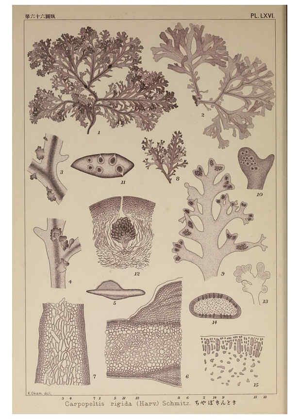 Reproducción/Reproduction 6049915149: Icones of Japanese algae. v.2 Tokyo,Kazamashobo[1907-1942] 
