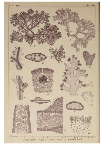 Reproducción/Reproduction 6049915149: Icones of Japanese algae. v.2 Tokyo,Kazamashobo[1907-1942] 