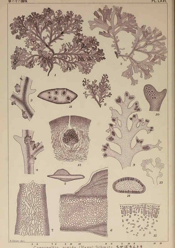 Reproducción/Reproduction 6049915149: Icones of Japanese algae. v.2 Tokyo,Kazamashobo[1907-1942] 