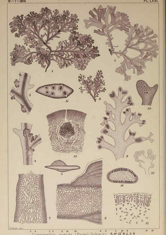 Reproducción/Reproduction 6049915149: Icones of Japanese algae. v.2 Tokyo,Kazamashobo[1907-1942] 