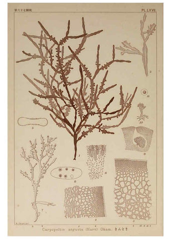 Reproducción/Reproduction 6050467760: Icones of Japanese algae. v.2 Tokyo,Kazamashobo[1907-1942] 