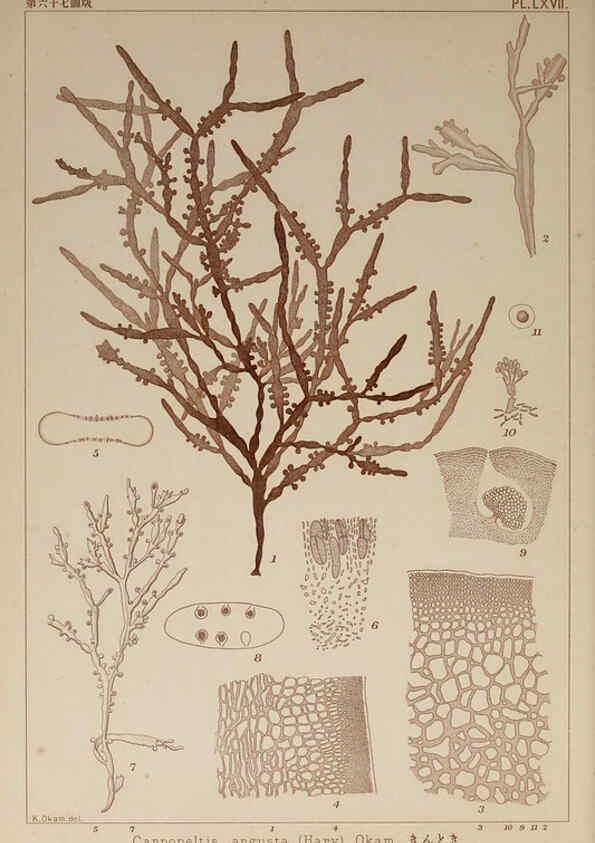 Reproducción/Reproduction 6050467760: Icones of Japanese algae. v.2 Tokyo,Kazamashobo[1907-1942] 