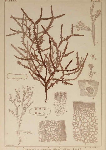 Reproducción/Reproduction 6050467760: Icones of Japanese algae. v.2 Tokyo,Kazamashobo[1907-1942] 