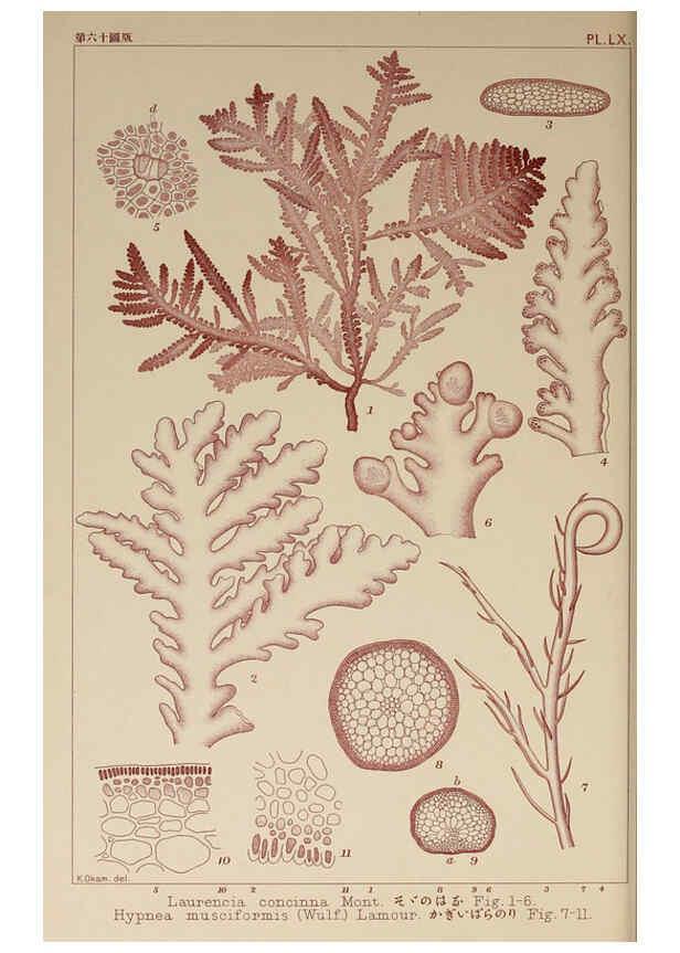 Reproducción/Reproduction 6049912751: Icones of Japanese algae. v.2 Tokyo,Kazamashobo[1907-1942] 