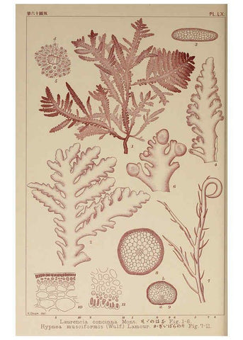 Reproducción/Reproduction 6049912751: Icones of Japanese algae. v.2 Tokyo,Kazamashobo[1907-1942] 