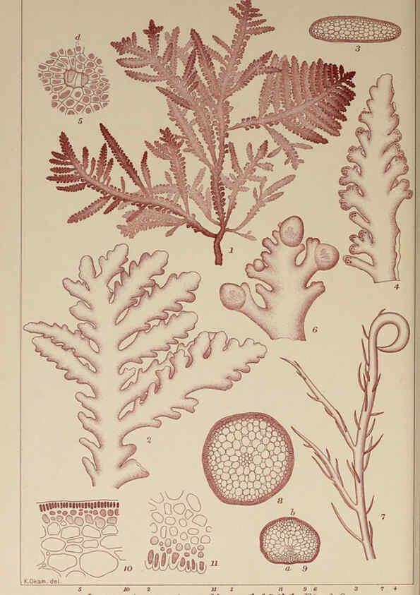 Reproducción/Reproduction 6049912751: Icones of Japanese algae. v.2 Tokyo,Kazamashobo[1907-1942] 