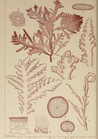 Reproducción/Reproduction 6049912751: Icones of Japanese algae. v.2 Tokyo,Kazamashobo[1907-1942] 