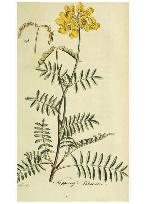 Reproducción/Reproduction 6033194500: Flora Europaea inchoata. fasc.1-7. Norimbergae :Ex Officina Raspeana,1797-1811