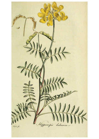 Reproducción/Reproduction 6033194500: Flora Europaea inchoata. fasc.1-7. Norimbergae :Ex Officina Raspeana,1797-1811
