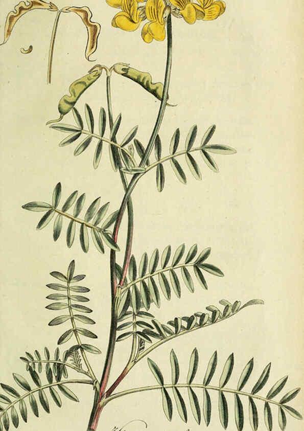 Reproducción/Reproduction 6033194500: Flora Europaea inchoata. fasc.1-7. Norimbergae :Ex Officina Raspeana,1797-1811