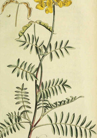 Reproducción/Reproduction 6033194500: Flora Europaea inchoata. fasc.1-7. Norimbergae :Ex Officina Raspeana,1797-1811