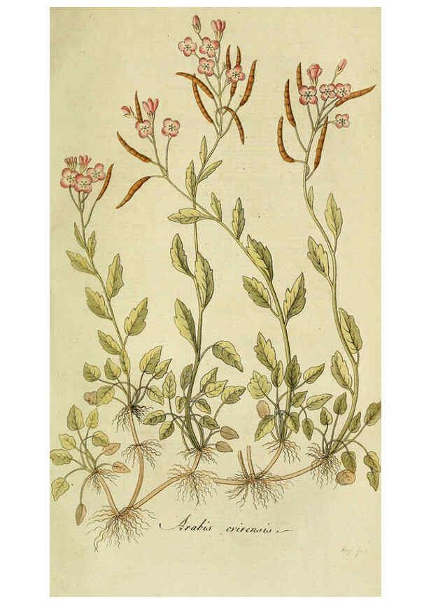 Reproducción/Reproduction 6032635711: Flora Europaea inchoata. fasc.1-7. Norimbergae :Ex Officina Raspeana,1797-1811