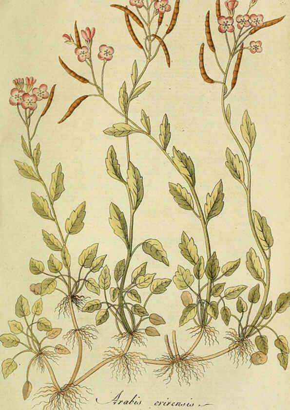 Reproducción/Reproduction 6032635711: Flora Europaea inchoata. fasc.1-7. Norimbergae :Ex Officina Raspeana,1797-1811