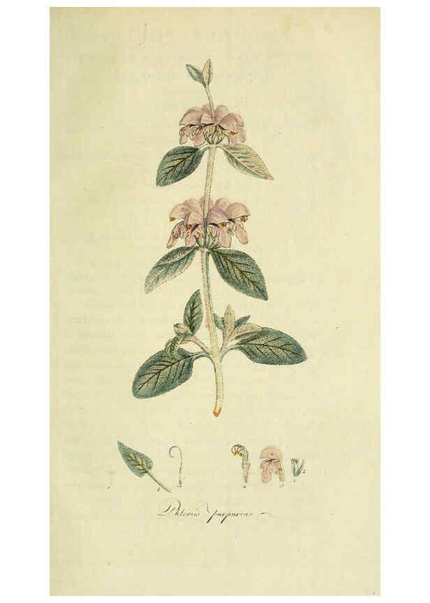 Reproducción/Reproduction 6032635445: Flora Europaea inchoata. fasc.1-7. Norimbergae :Ex Officina Raspeana,1797-1811