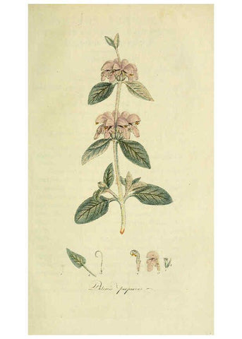 Reproducción/Reproduction 6032635445: Flora Europaea inchoata. fasc.1-7. Norimbergae :Ex Officina Raspeana,1797-1811