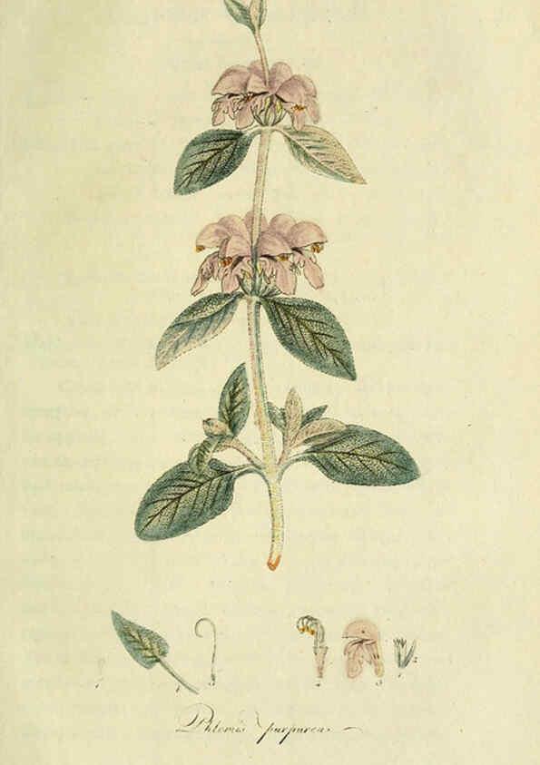 Reproducción/Reproduction 6032635445: Flora Europaea inchoata. fasc.1-7. Norimbergae :Ex Officina Raspeana,1797-1811