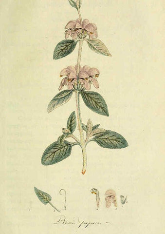 Reproducción/Reproduction 6032635445: Flora Europaea inchoata. fasc.1-7. Norimbergae :Ex Officina Raspeana,1797-1811