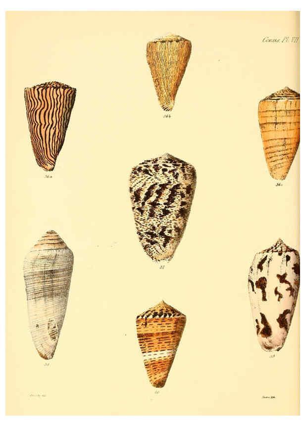 Reproducción/Reproduction 6030073604: Conchologia iconica, or, Illustrations of the shells of molluscous animals. v.1 London :Reeve, Brothers,1843-1878