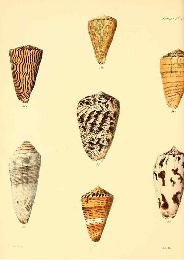 Reproducción/Reproduction 6030073604: Conchologia iconica, or, Illustrations of the shells of molluscous animals. v.1 London :Reeve, Brothers,1843-1878