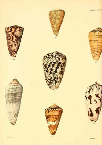 Reproducción/Reproduction 6030073604: Conchologia iconica, or, Illustrations of the shells of molluscous animals. v.1 London :Reeve, Brothers,1843-1878