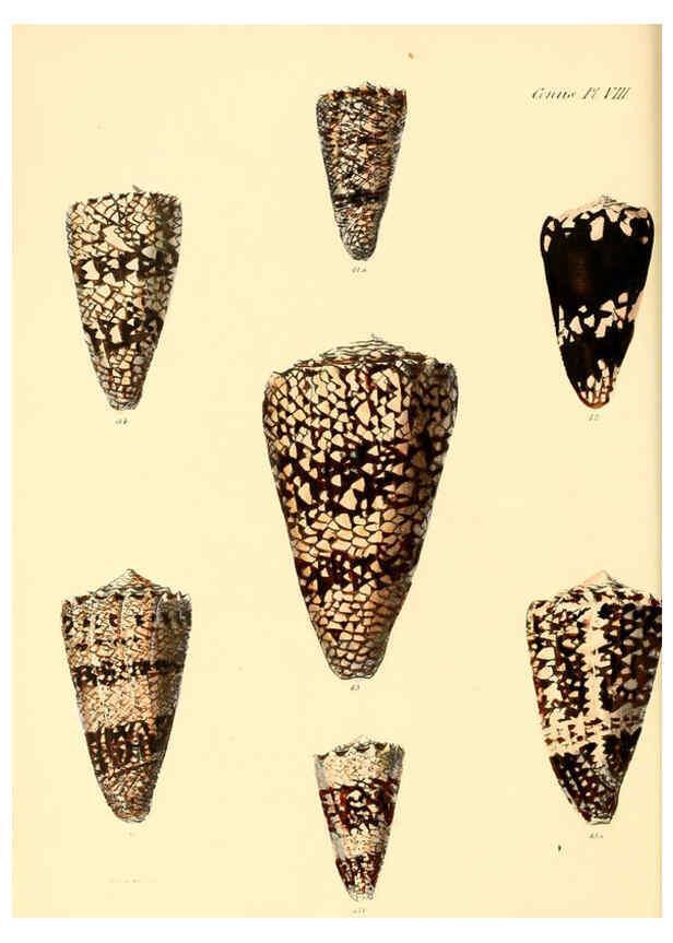 Reproducción/Reproduction 6029519519: Conchologia iconica, or, Illustrations of the shells of molluscous animals. v.1 London :Reeve, Brothers,1843-1878