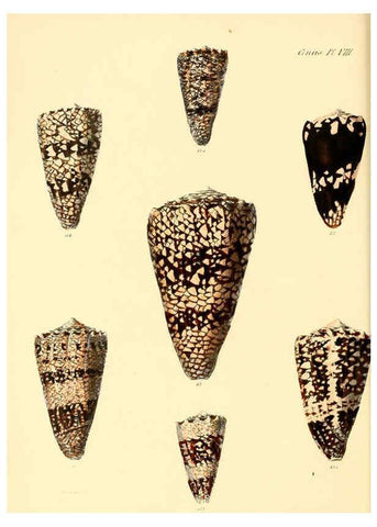 Reproducción/Reproduction 6029519519: Conchologia iconica, or, Illustrations of the shells of molluscous animals. v.1 London :Reeve, Brothers,1843-1878