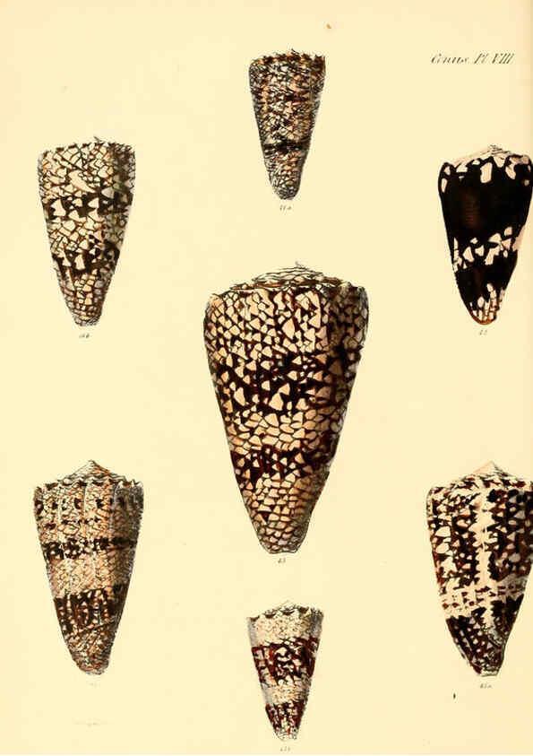 Reproducción/Reproduction 6029519519: Conchologia iconica, or, Illustrations of the shells of molluscous animals. v.1 London :Reeve, Brothers,1843-1878