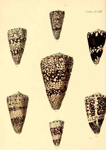 Reproducción/Reproduction 6029519519: Conchologia iconica, or, Illustrations of the shells of molluscous animals. v.1 London :Reeve, Brothers,1843-1878