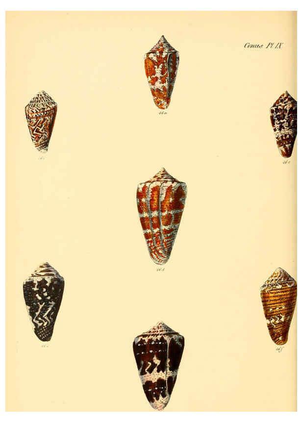Reproducción/Reproduction 6030074196: Conchologia iconica, or, Illustrations of the shells of molluscous animals. v.1 London :Reeve, Brothers,1843-1878