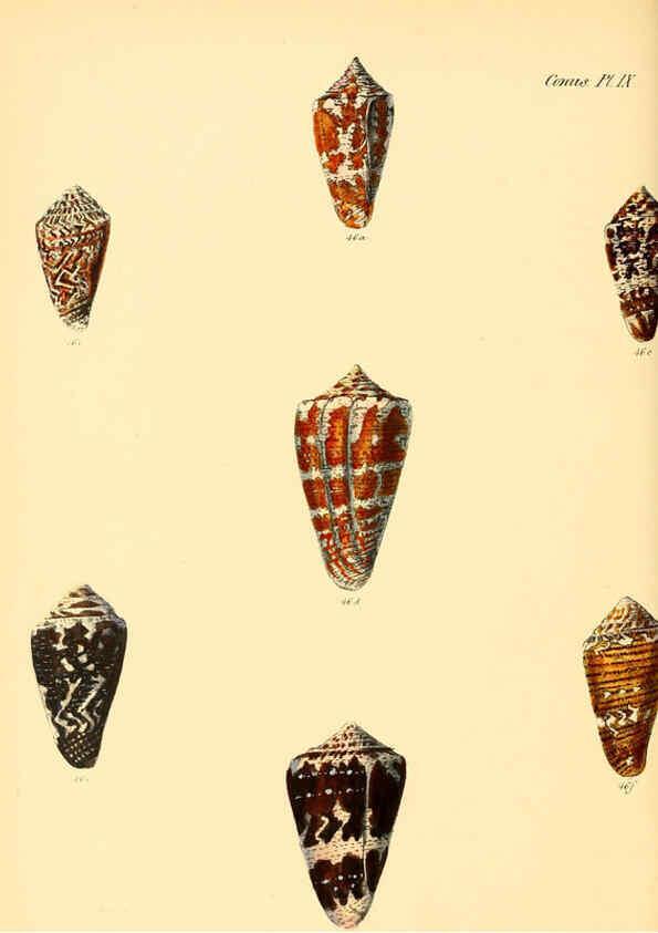 Reproducción/Reproduction 6030074196: Conchologia iconica, or, Illustrations of the shells of molluscous animals. v.1 London :Reeve, Brothers,1843-1878