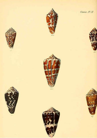 Reproducción/Reproduction 6030074196: Conchologia iconica, or, Illustrations of the shells of molluscous animals. v.1 London :Reeve, Brothers,1843-1878
