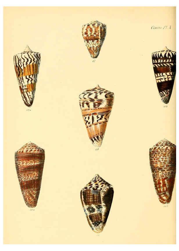 Reproducción/Reproduction 6030074494: Conchologia iconica, or, Illustrations of the shells of molluscous animals. v.1 London :Reeve, Brothers,1843-1878