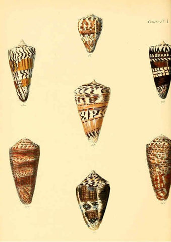 Reproducción/Reproduction 6030074494: Conchologia iconica, or, Illustrations of the shells of molluscous animals. v.1 London :Reeve, Brothers,1843-1878