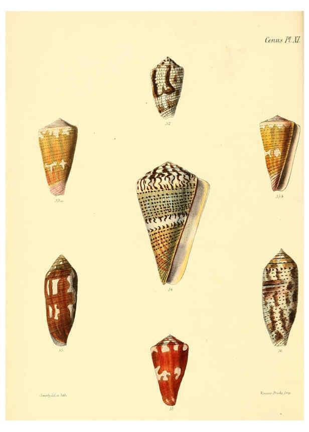 Reproducción/Reproduction 6029520259: Conchologia iconica, or, Illustrations of the shells of molluscous animals. v.1 London :Reeve, Brothers,1843-1878