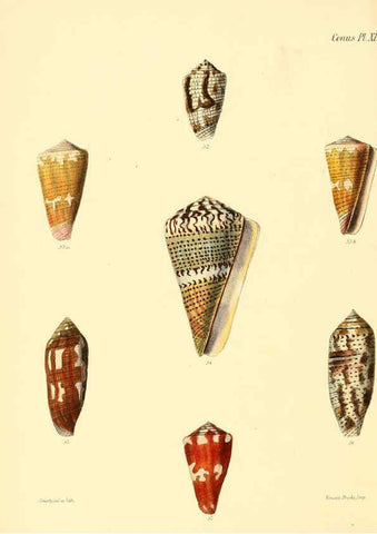 Reproducción/Reproduction 6029520259: Conchologia iconica, or, Illustrations of the shells of molluscous animals. v.1 London :Reeve, Brothers,1843-1878