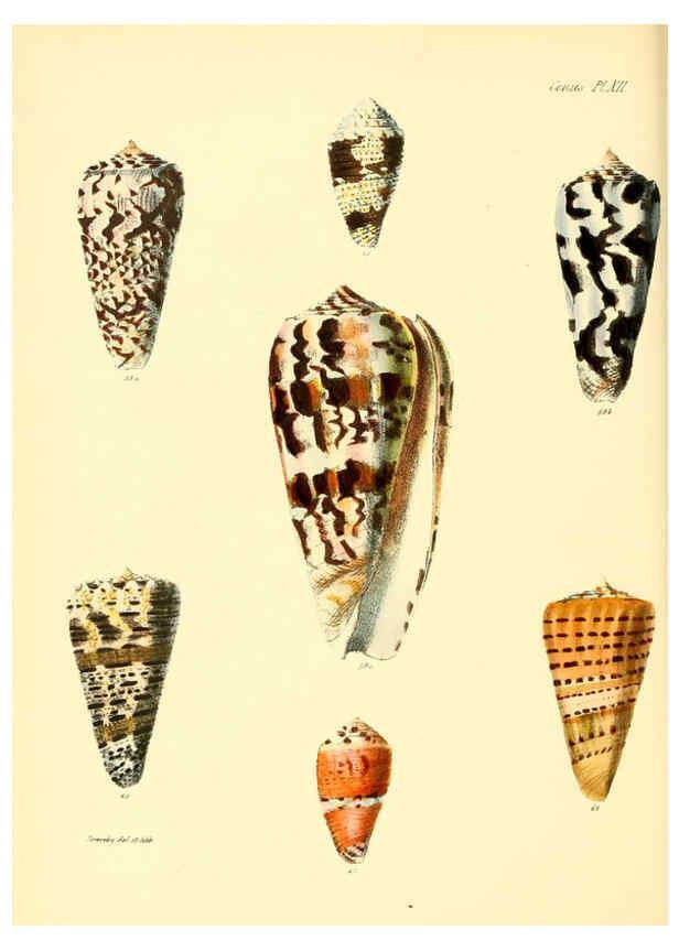 Reproducción/Reproduction 6030075072: Conchologia iconica, or, Illustrations of the shells of molluscous animals. v.1 London :Reeve, Brothers,1843-1878
