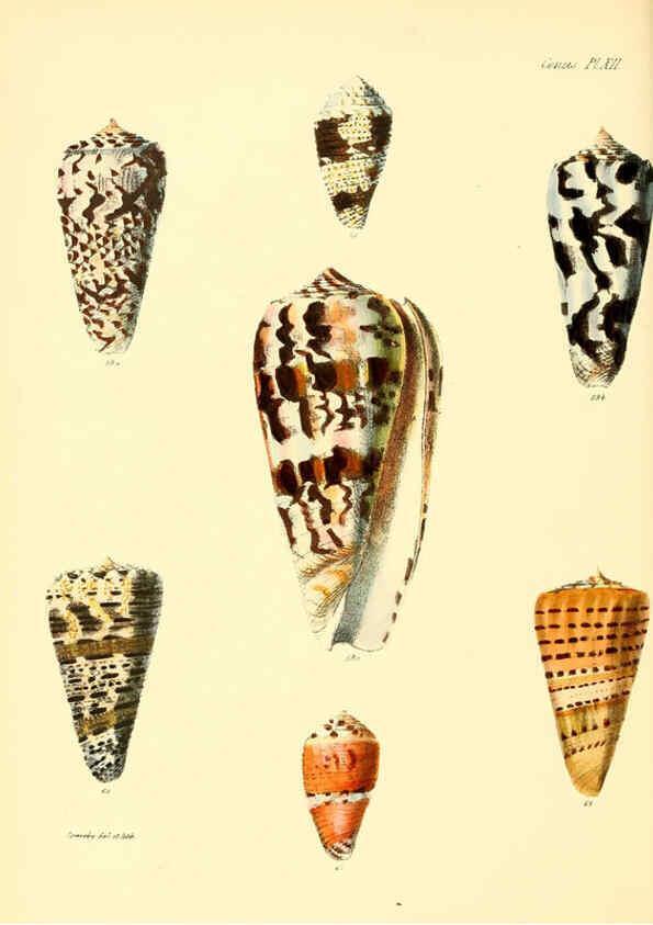 Reproducción/Reproduction 6030075072: Conchologia iconica, or, Illustrations of the shells of molluscous animals. v.1 London :Reeve, Brothers,1843-1878