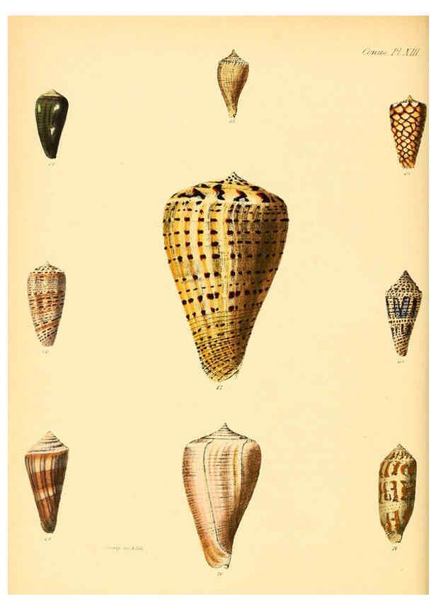 Reproducción/Reproduction 6030075344: Conchologia iconica, or, Illustrations of the shells of molluscous animals. v.1 London :Reeve, Brothers,1843-1878
