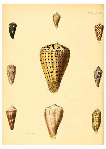Reproducción/Reproduction 6030075344: Conchologia iconica, or, Illustrations of the shells of molluscous animals. v.1 London :Reeve, Brothers,1843-1878