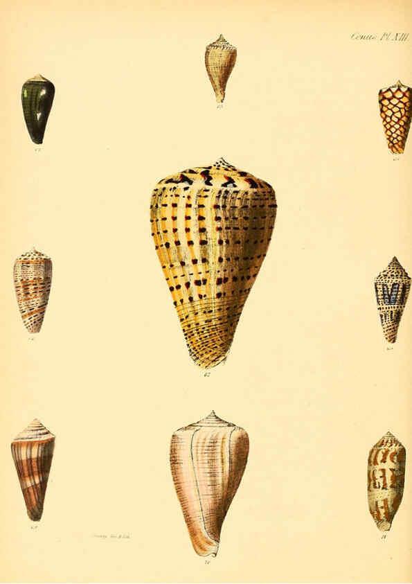 Reproducción/Reproduction 6030075344: Conchologia iconica, or, Illustrations of the shells of molluscous animals. v.1 London :Reeve, Brothers,1843-1878