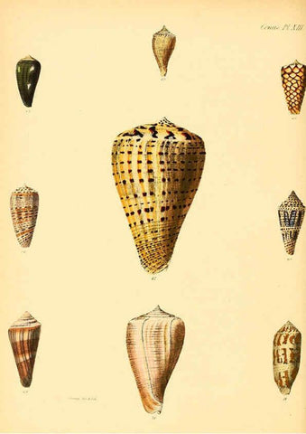 Reproducción/Reproduction 6030075344: Conchologia iconica, or, Illustrations of the shells of molluscous animals. v.1 London :Reeve, Brothers,1843-1878