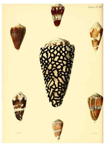 Reproducción/Reproduction 6029521299: Conchologia iconica, or, Illustrations of the shells of molluscous animals. v.1 London :Reeve, Brothers,1843-1878
