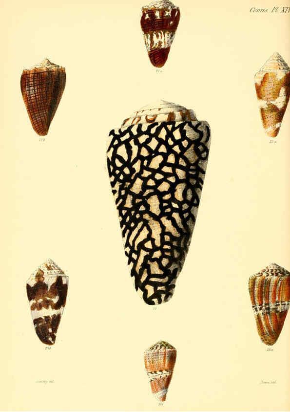 Reproducción/Reproduction 6029521299: Conchologia iconica, or, Illustrations of the shells of molluscous animals. v.1 London :Reeve, Brothers,1843-1878