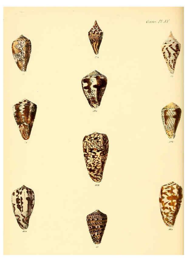 Reproducción/Reproduction 6029521653: Conchologia iconica, or, Illustrations of the shells of molluscous animals. v.1 London :Reeve, Brothers,1843-1878