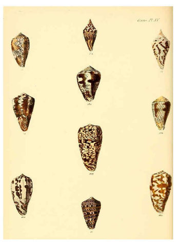 Reproducción/Reproduction 6029521653: Conchologia iconica, or, Illustrations of the shells of molluscous animals. v.1 London :Reeve, Brothers,1843-1878
