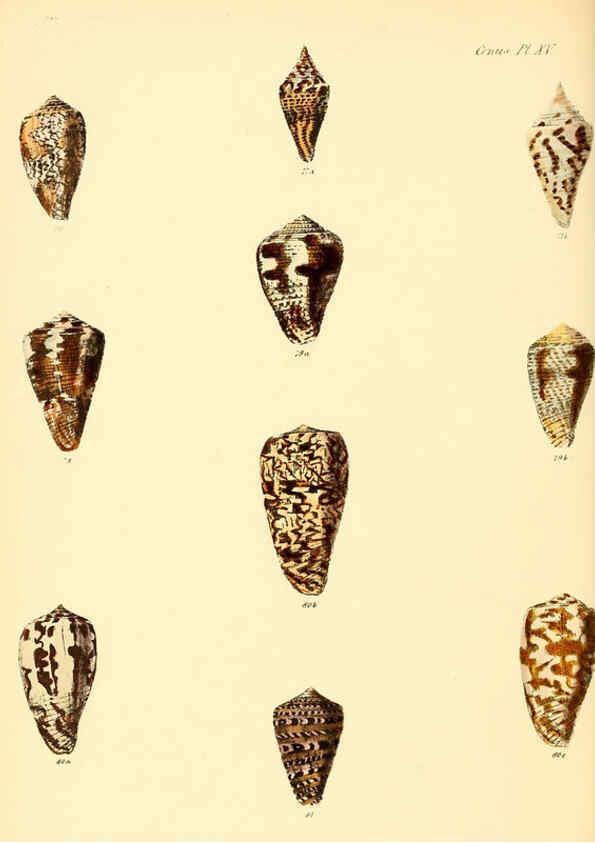 Reproducción/Reproduction 6029521653: Conchologia iconica, or, Illustrations of the shells of molluscous animals. v.1 London :Reeve, Brothers,1843-1878