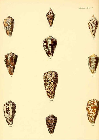 Reproducción/Reproduction 6029521653: Conchologia iconica, or, Illustrations of the shells of molluscous animals. v.1 London :Reeve, Brothers,1843-1878