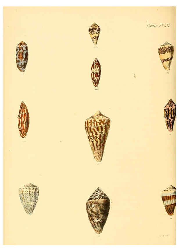 Reproducción/Reproduction 6030076416: Conchologia iconica, or, Illustrations of the shells of molluscous animals. v.1 London :Reeve, Brothers,1843-1878